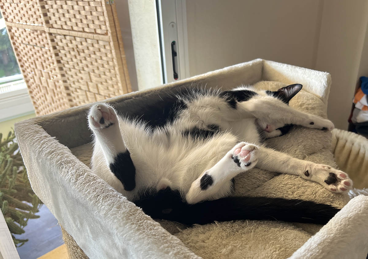 Paddle storage / Depositario de pádel