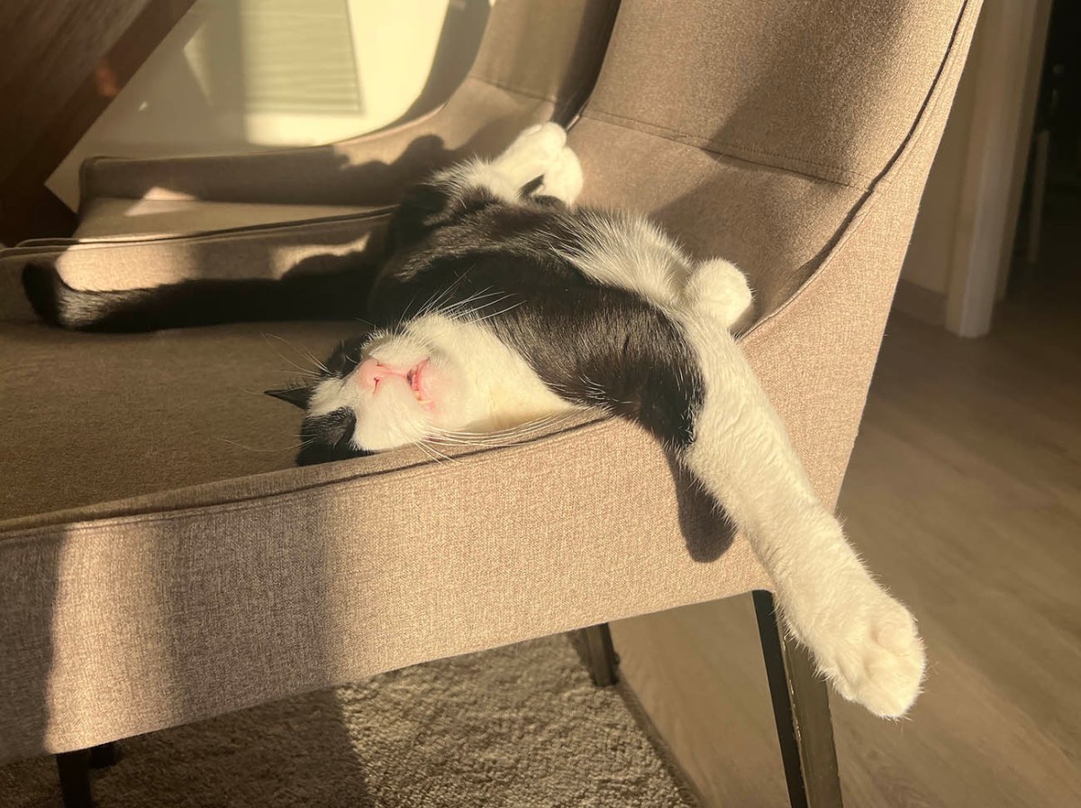 Size queen, ice skates, swollen foot, reflux / Tamaño reina, patines de hielo, pie hinchado, reflujo