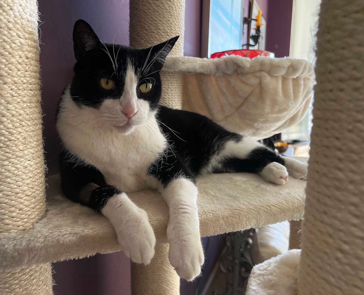 Moose, my foot / Moose, mi pie