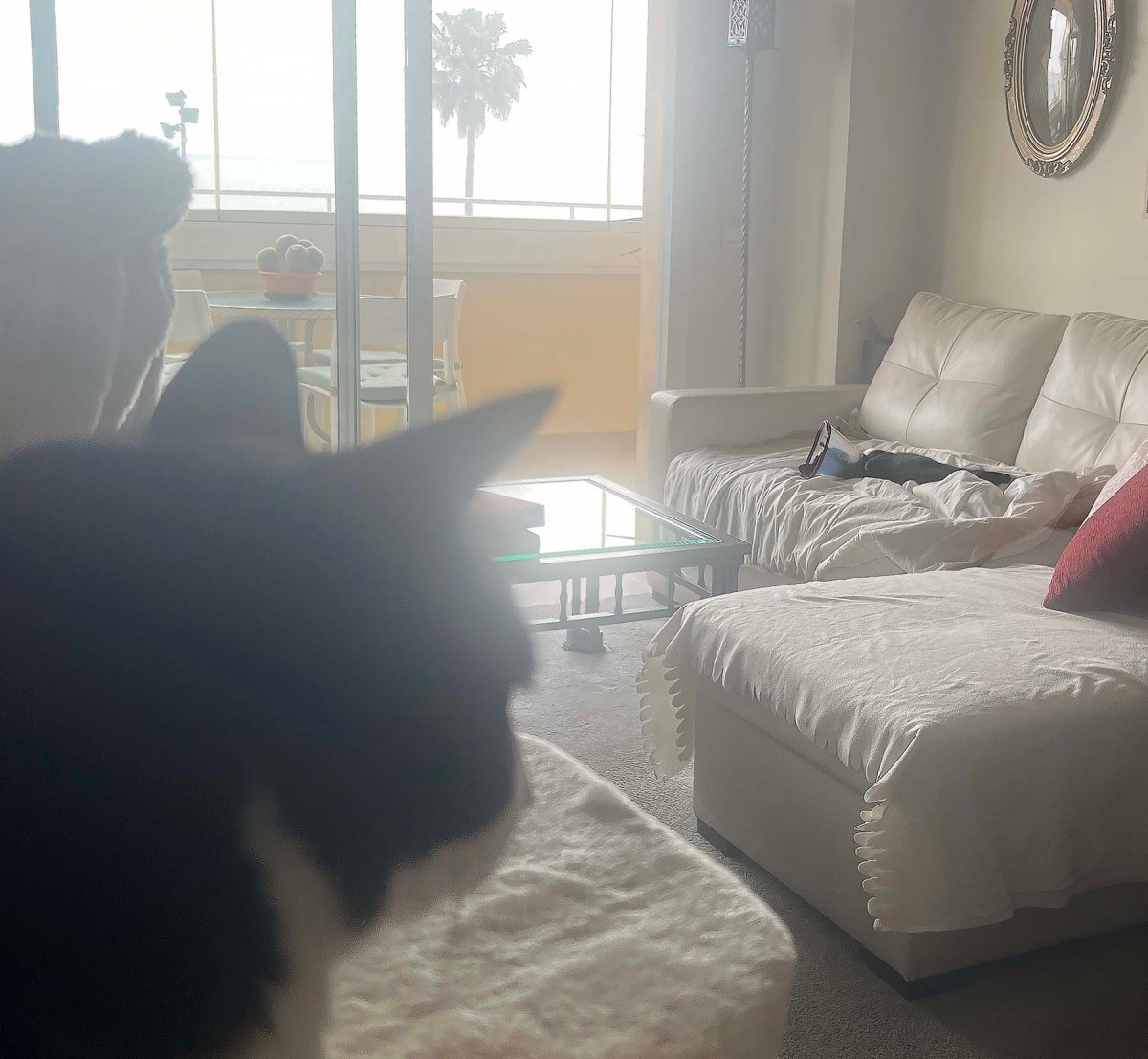 Backseat driver / Conductor del asiento trasero