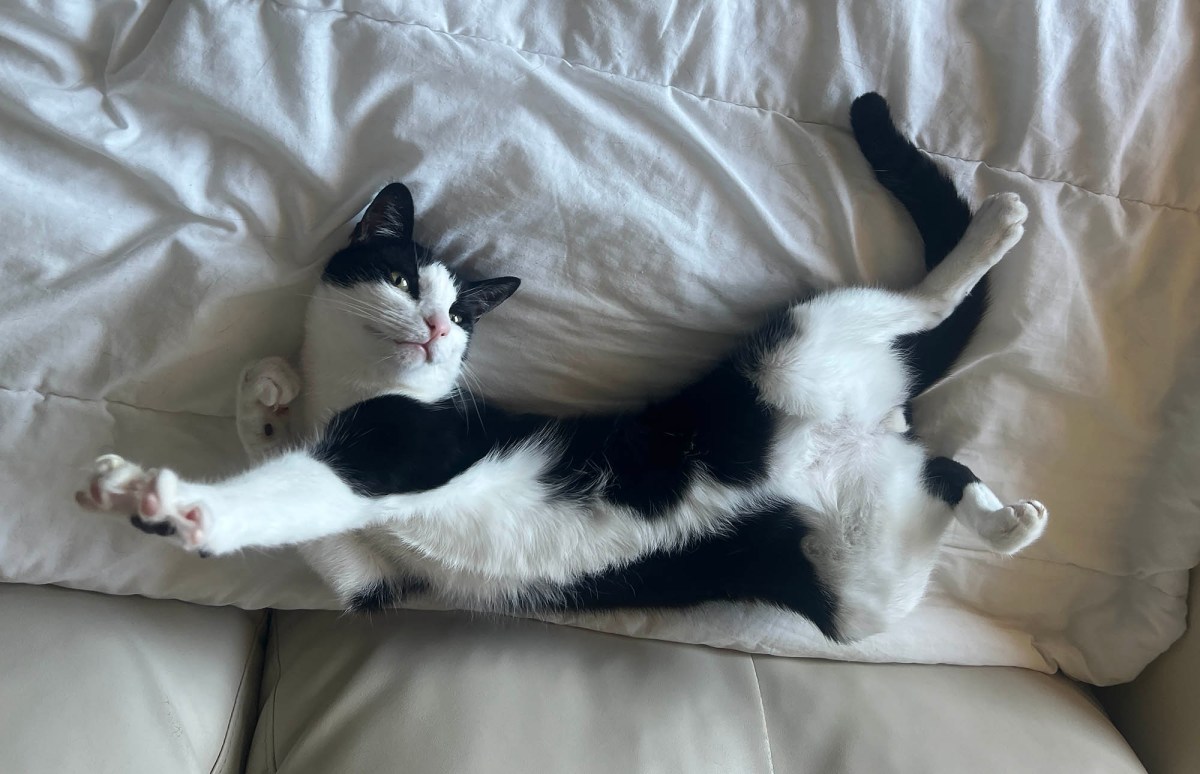 Let’s hear it for the boys / Escuchémoslo por los chicos