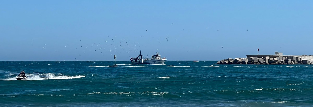 Meow miao yowl aúlla