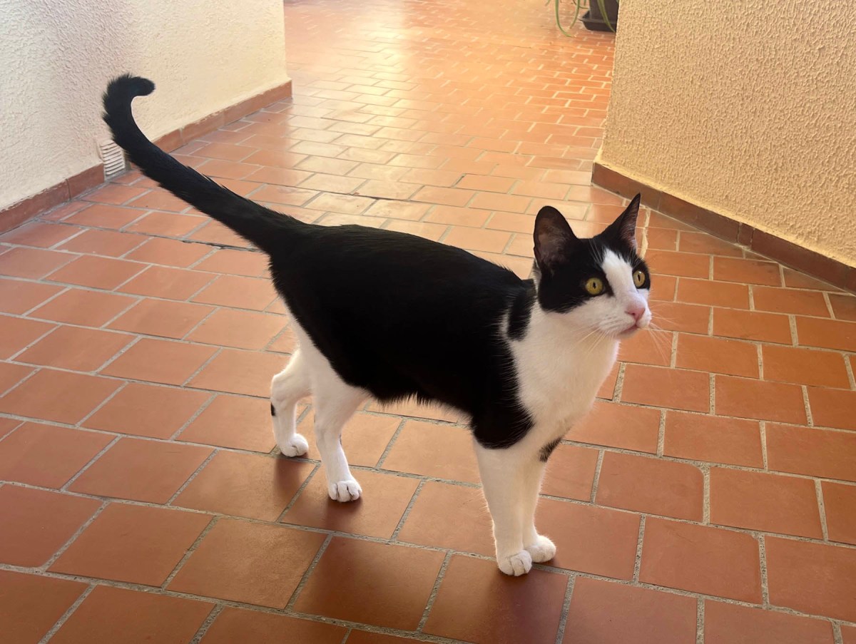 Geometry, flowers, and flash / Geometría, flores, y flash /