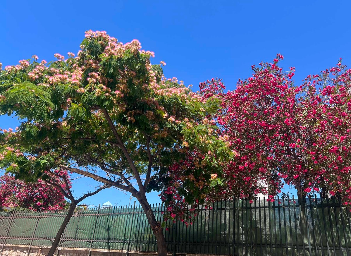 Olives, soup, surf boards / Aceitunas, sopa, tablas de surf