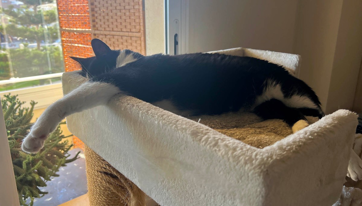 Just one question / Solo una pregunta