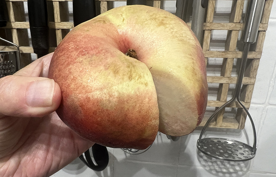 Toadskin wuss on Saturn / Piel de sapo gallina en Saturno