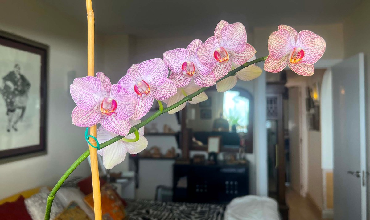 Last Chance Texaco / Última Oportunidad Texaco