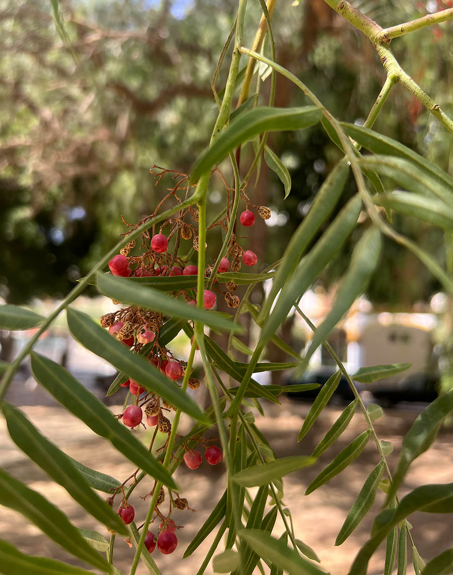 Earthquakes, cats, and pepper / Terremotos, gatos, y pimienta