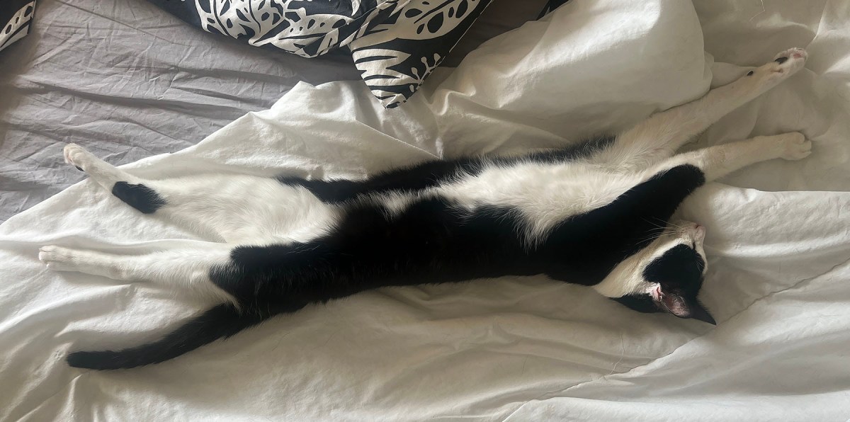 Everybody rise / Todos se levantan