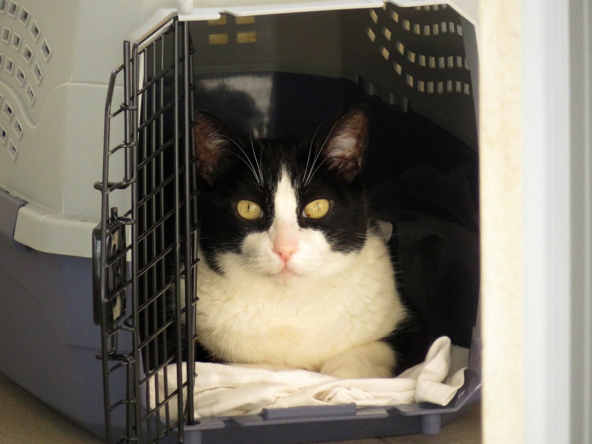 Do you believe in miracles? / ¿Crees en los milagros?