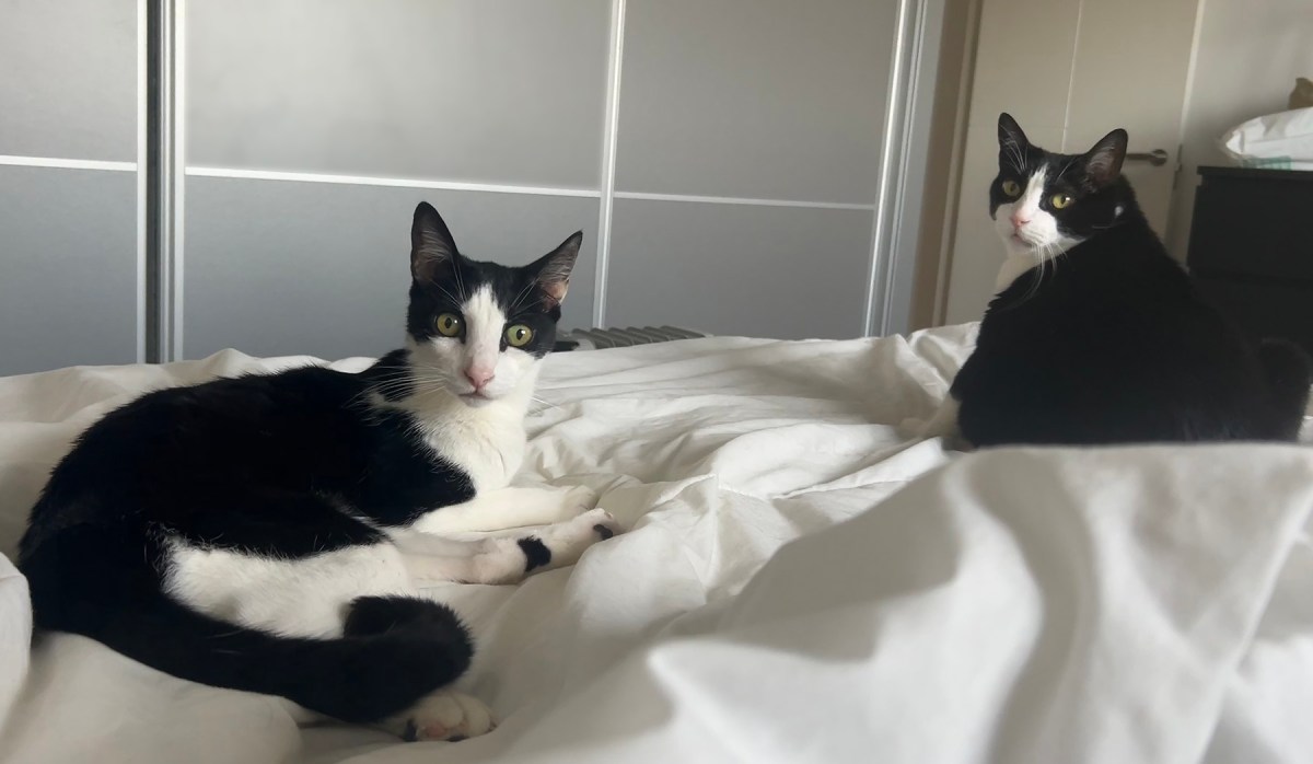 Art nouveau, chocolate kings, camouflage / Art nouveau, reyes de chocolate, camuflaje