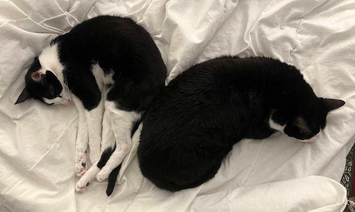 Butt Brothers Boogie / Hermanos traseros bogui