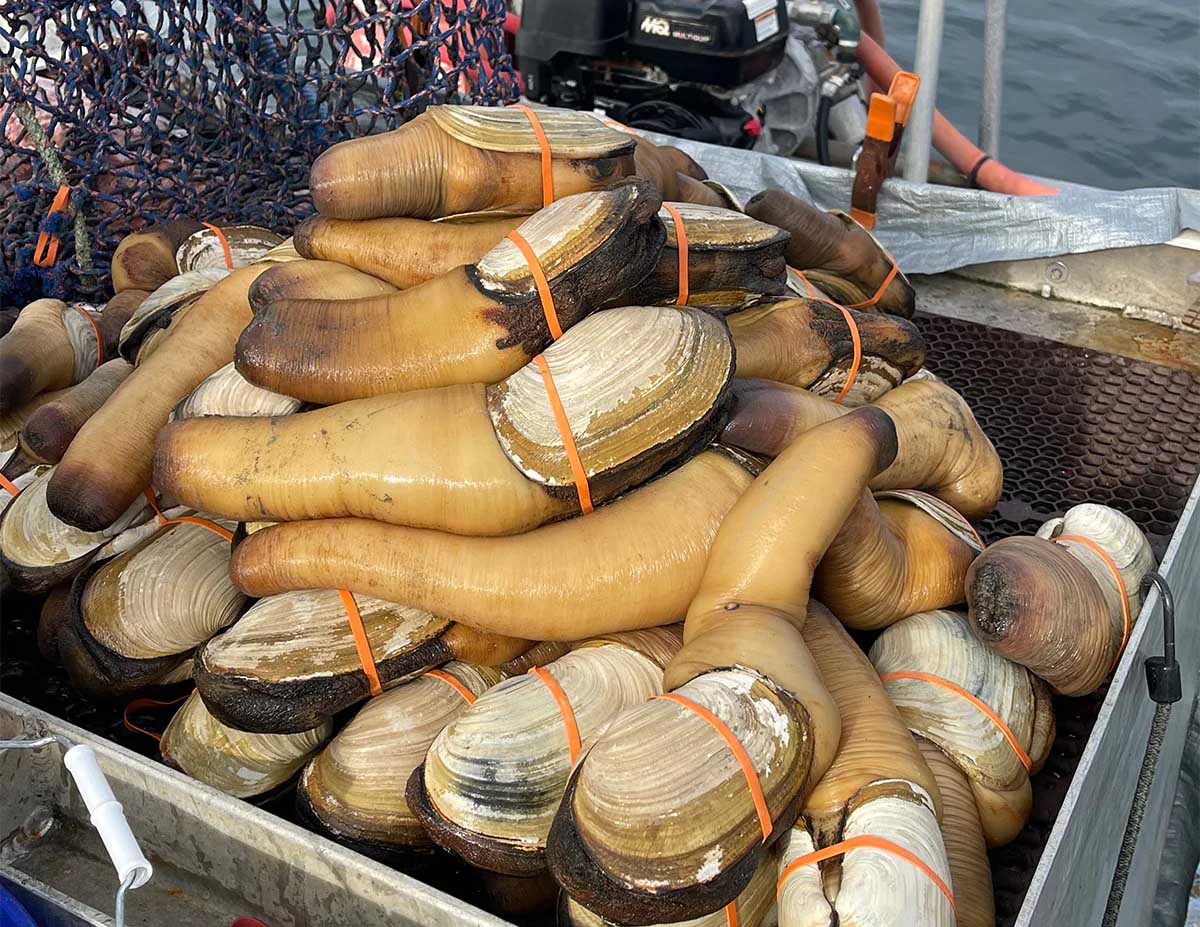 Hong Kong Supermarket, NYC