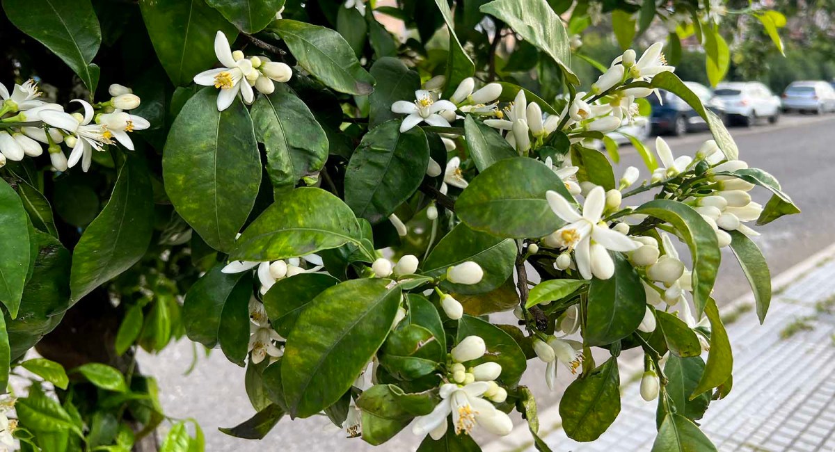 Do you inhale? / ¿Inhalas?