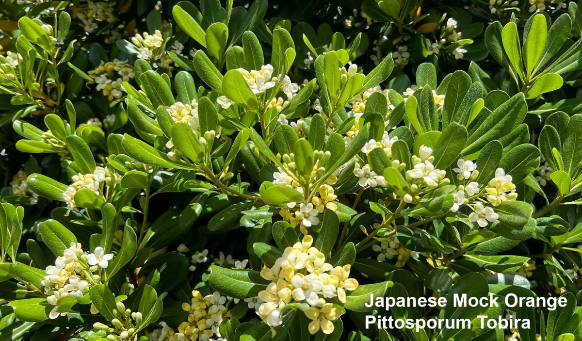 Swimming upstream / Nadando contra corriente