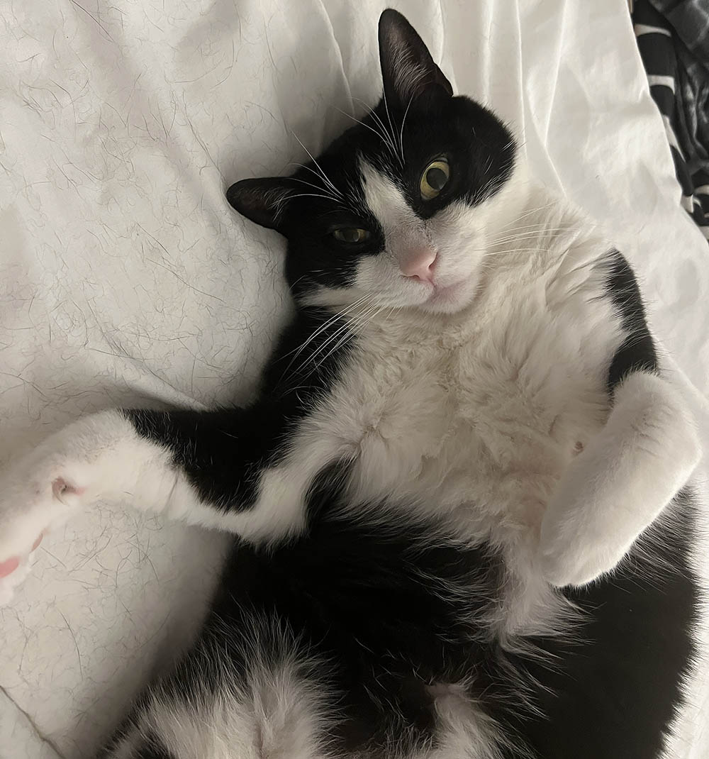 Moose, Apus apus, Philadelphus