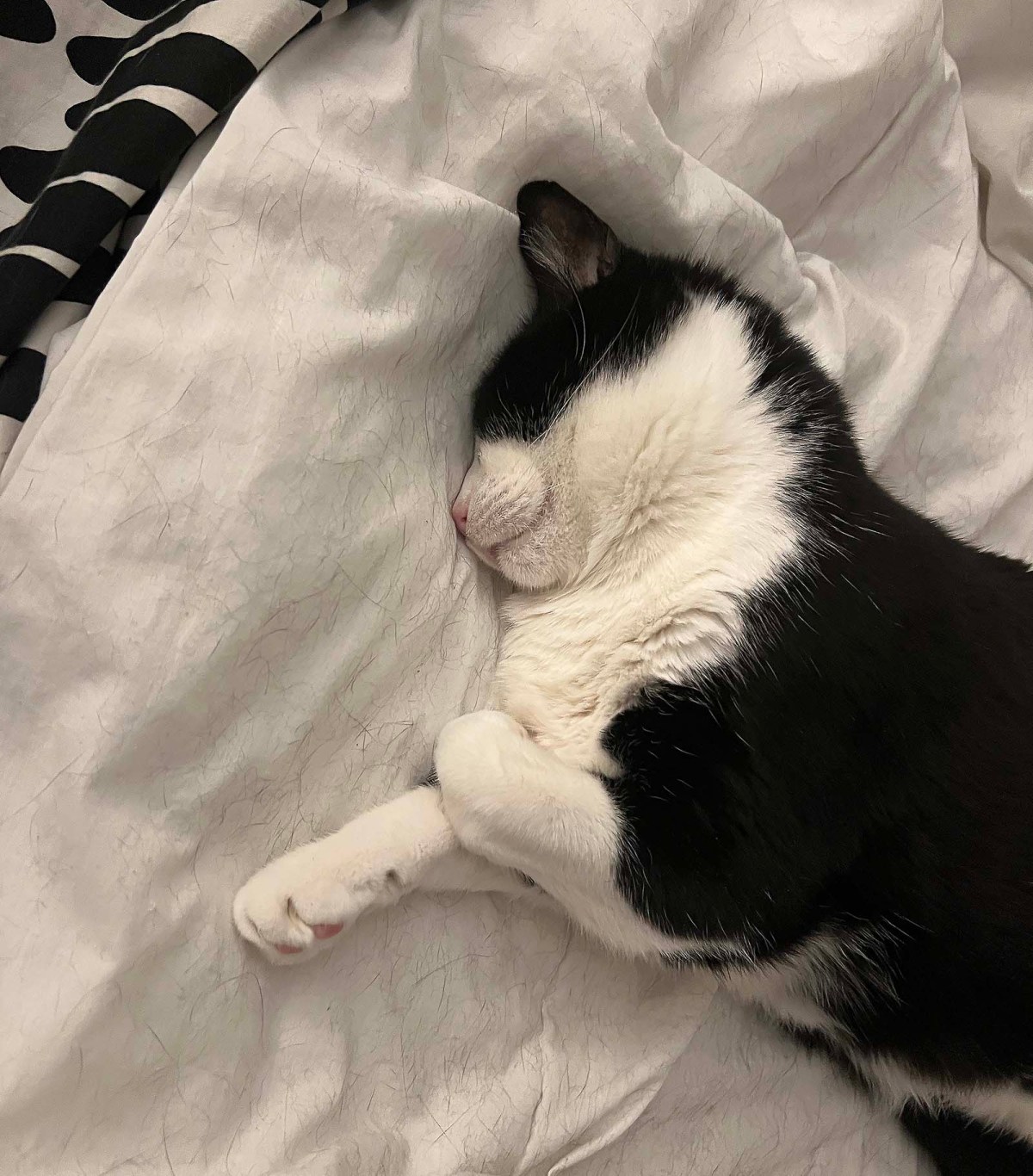 Cat vomit and the great torrija disaster / El vómito del gato y el gran desastre de la torrija