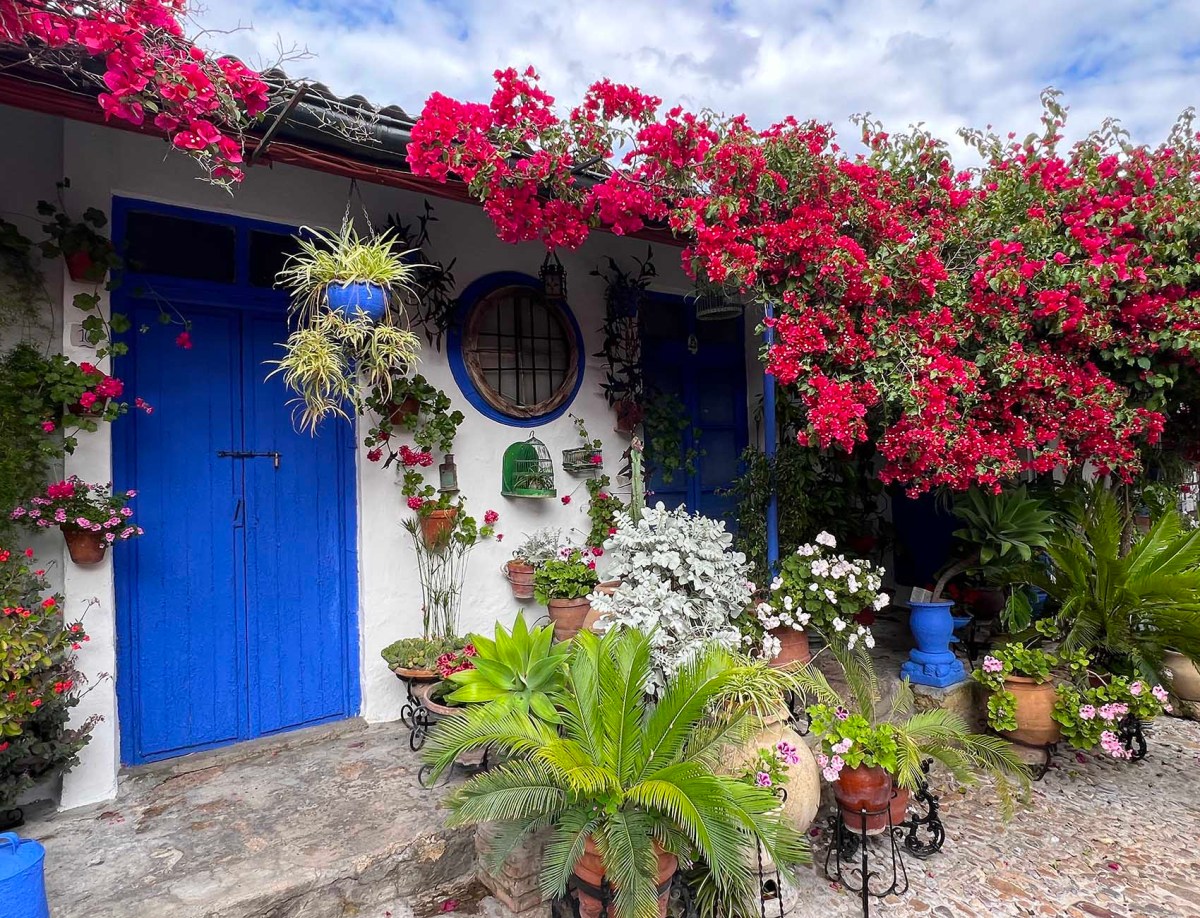 Patio, terrace, treat / Patio, terraza, aperetivo