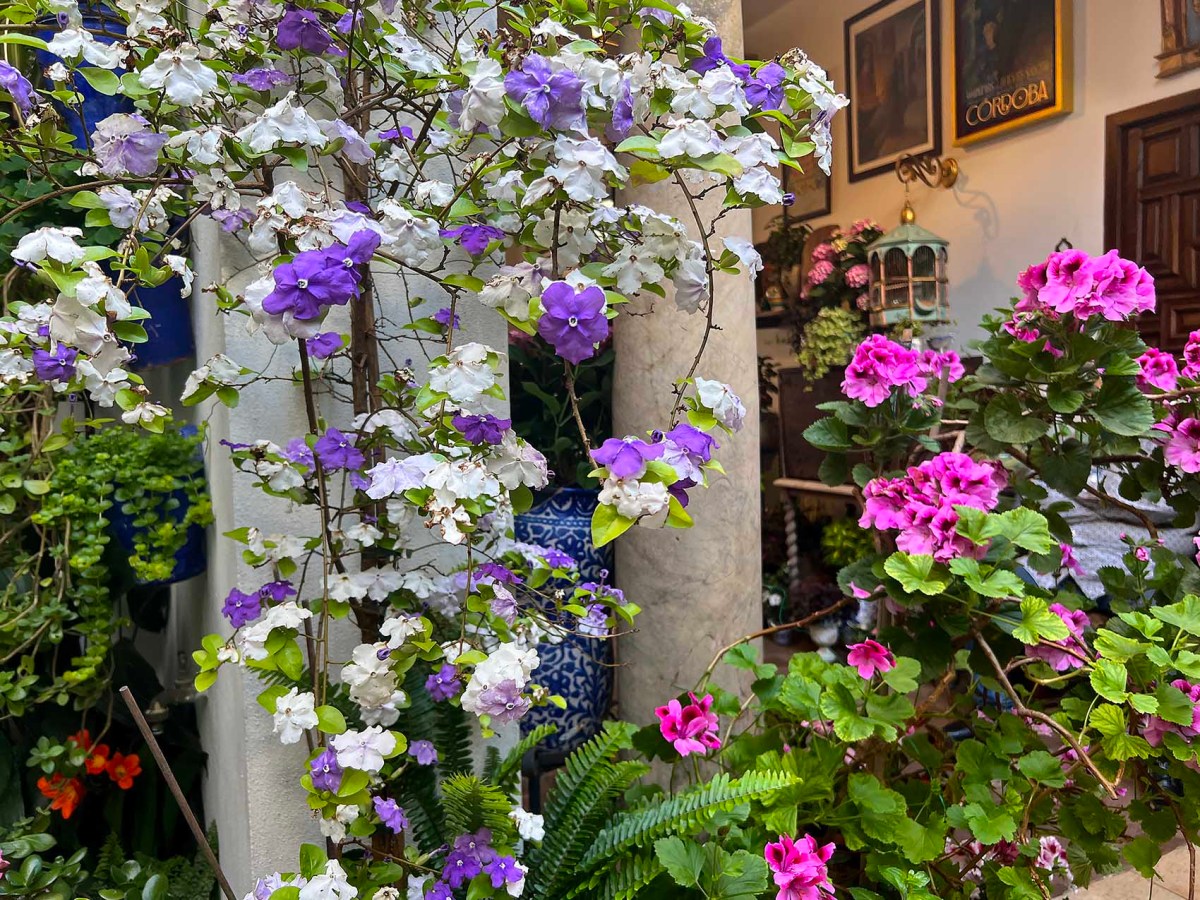 Plazas, paths, pigeon prints / Plazas, paseos, huellas de palomas