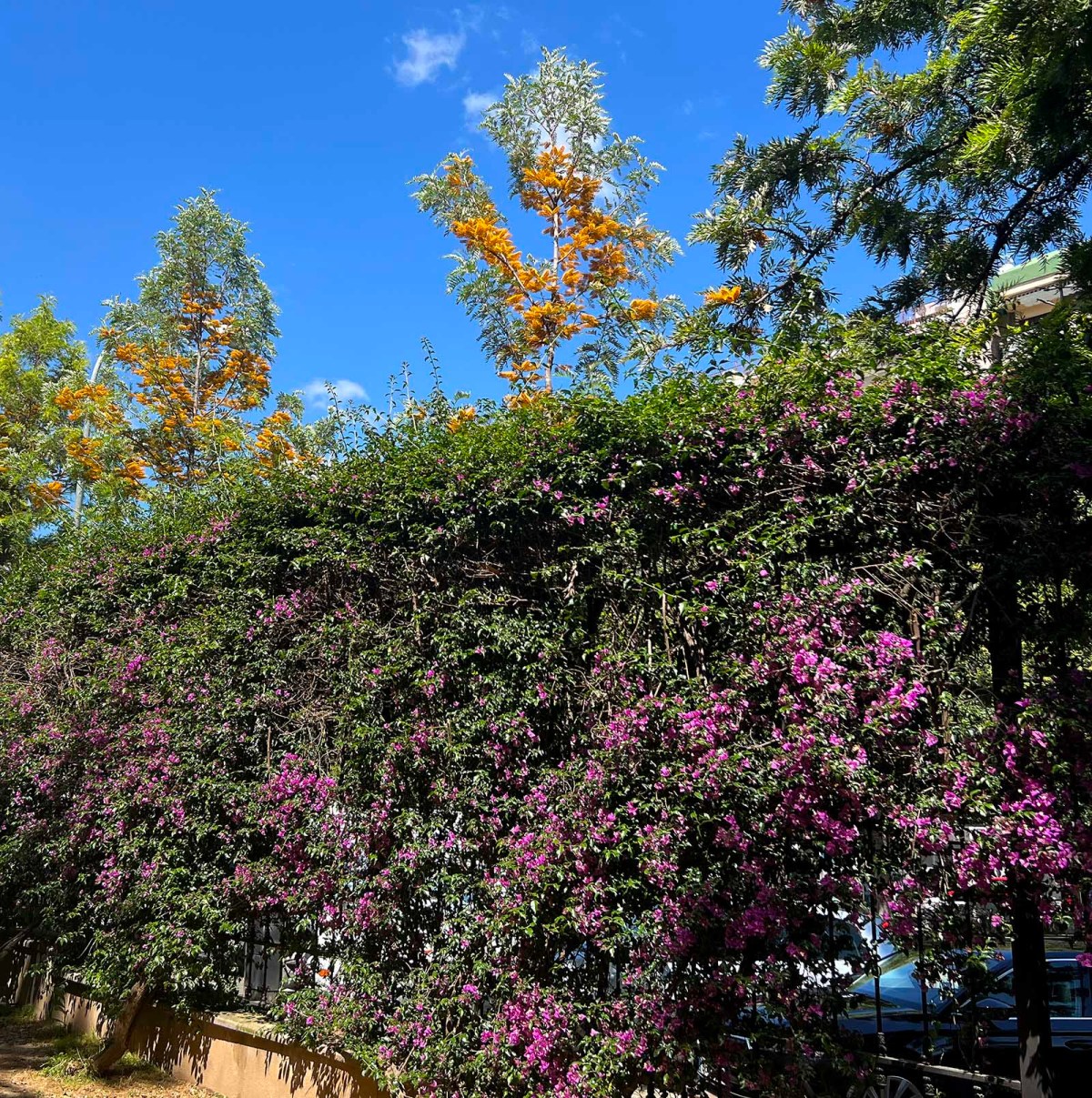 I talk to the trees / Hablo con los arboles