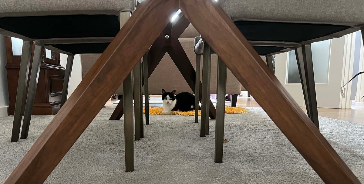 Throw-up rugs not pine nuts / Alfombras vómitas no piñones