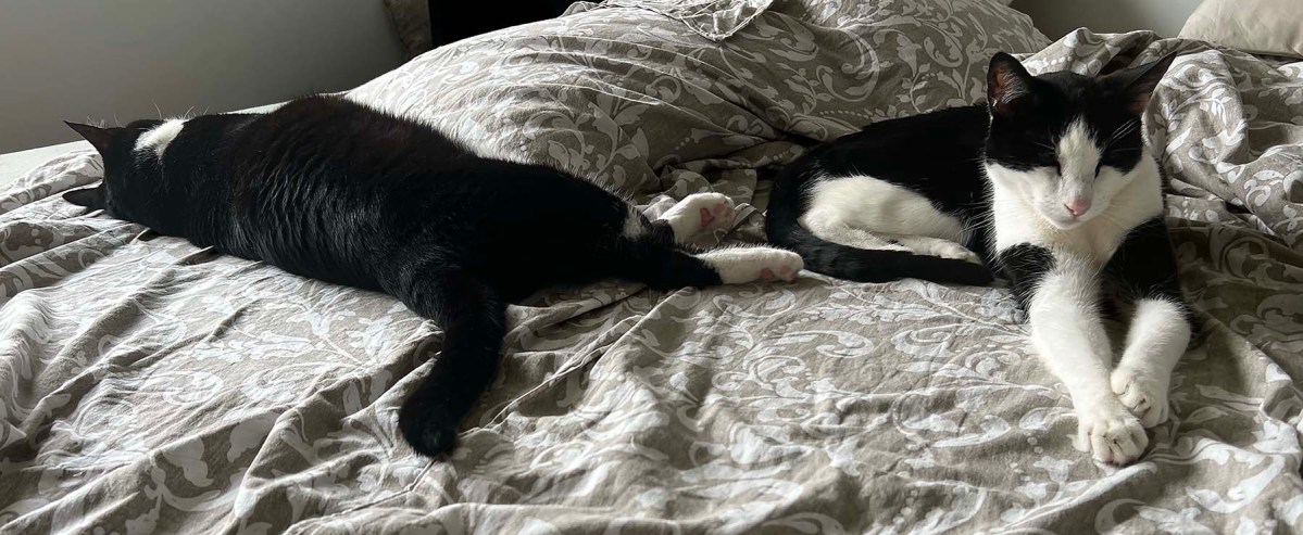 An unmade bed and a tomato / Una cama deshecha y un tomate