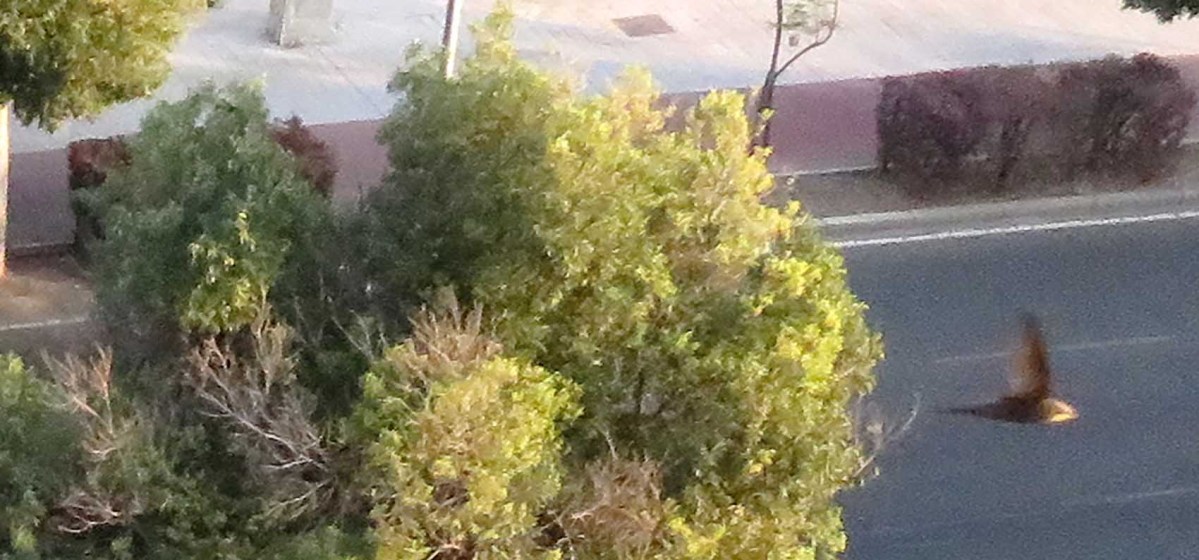 Dancing on the ceiling / Bailando en el techo