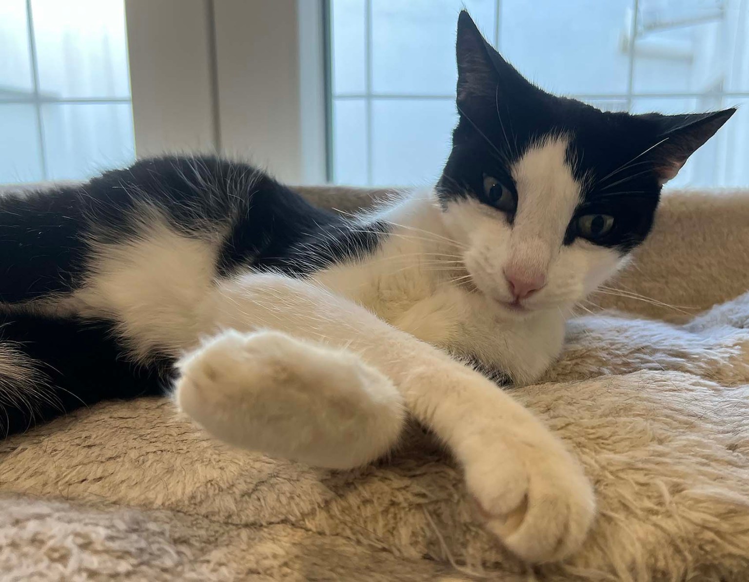 Walk right in (sit right down) / Entra y siéntate - Moving with Mitchell