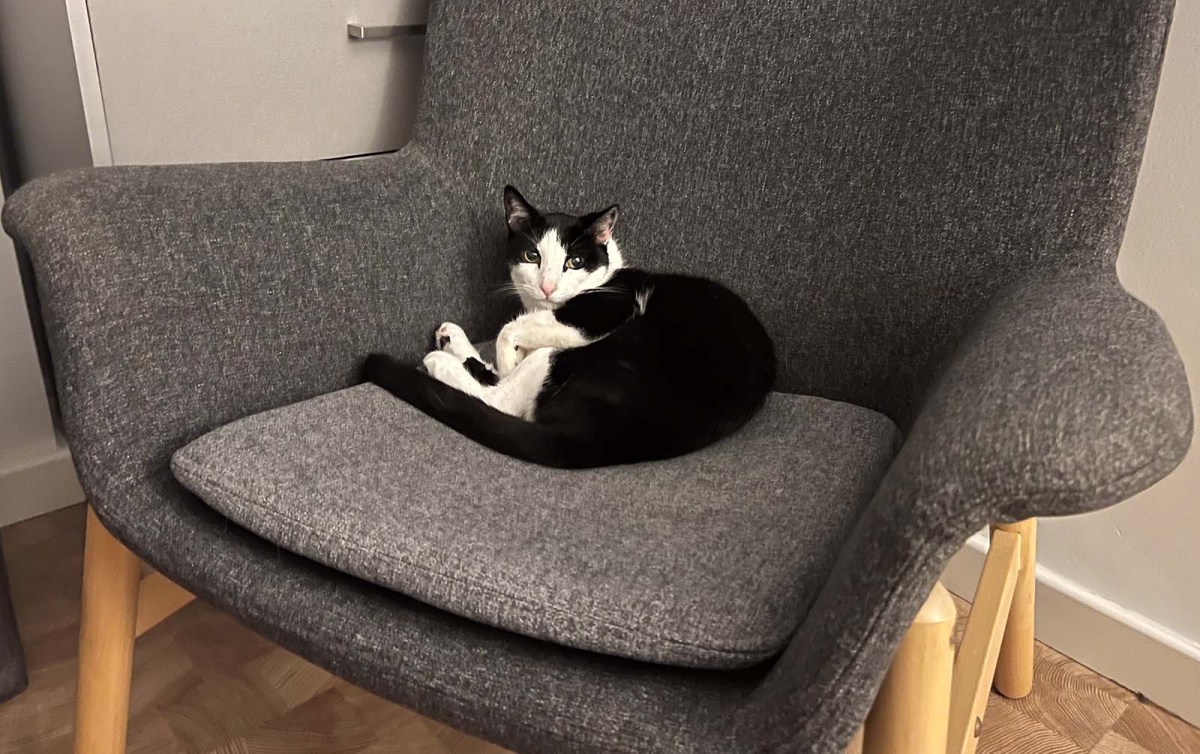 Cherries and plaid bondage straps / Cerezas y correas de bondage a cuadros