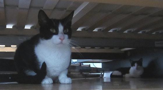 Trained in 2 days / Entrenado en 2 días