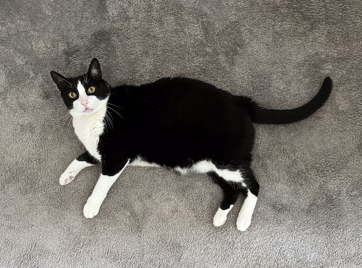 To be our cats / Ser nuestros gatos