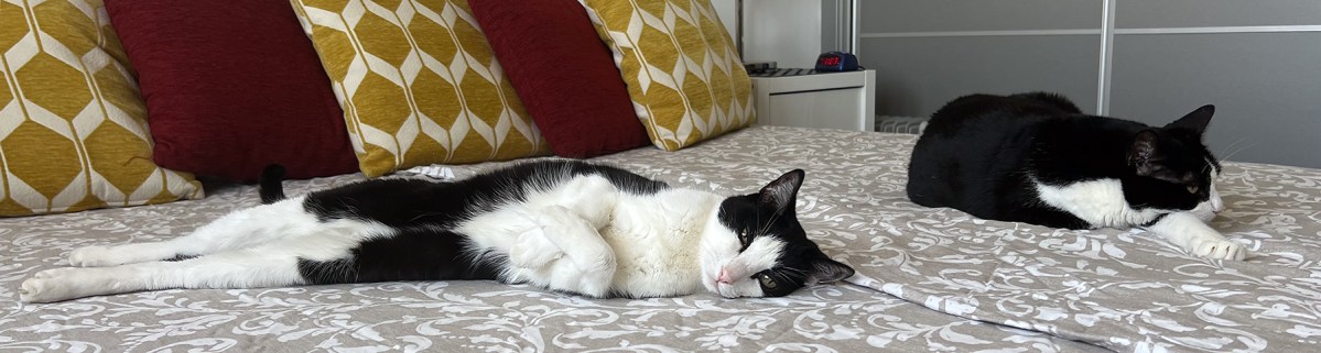 Cats, converts, cousins / Gatos, conversos, primos