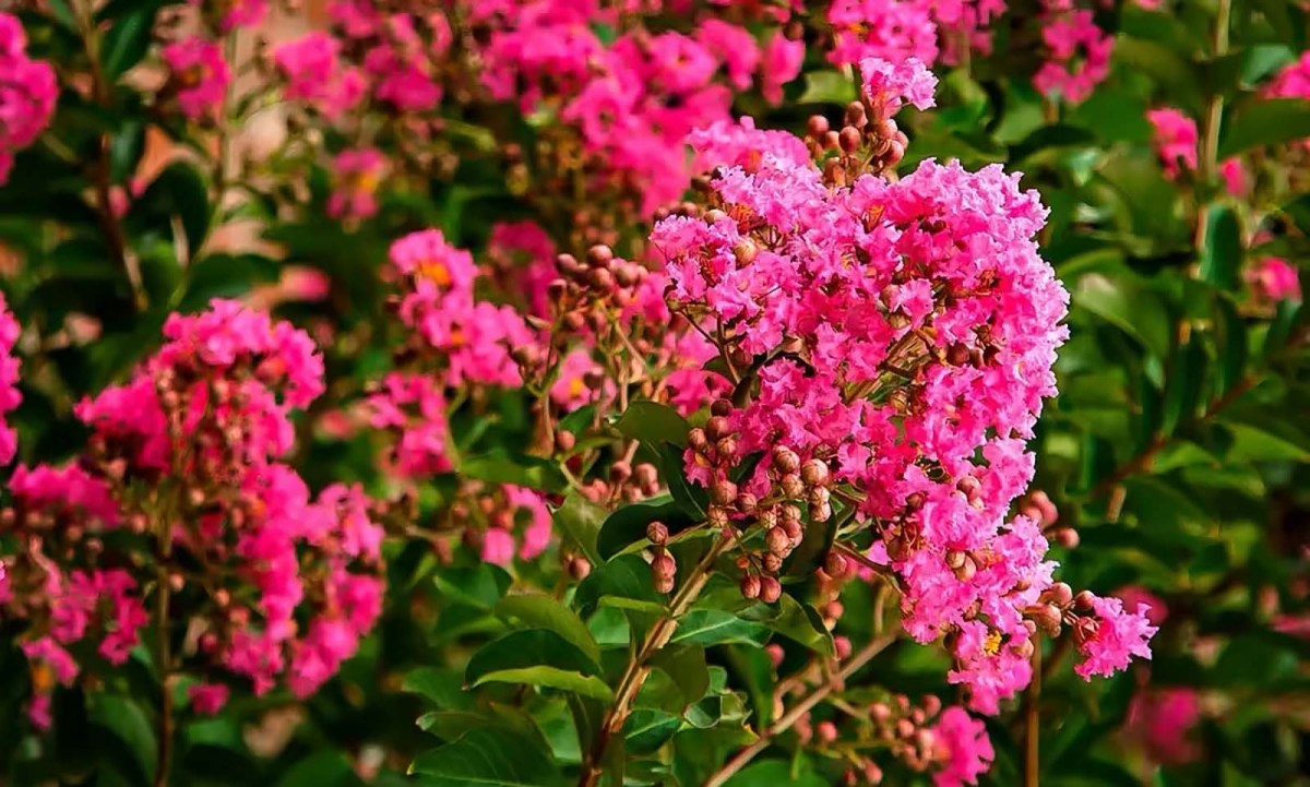 Myrtle, a woman she bowled with / Myrtle, una mujer con la que jugaba a los bolos