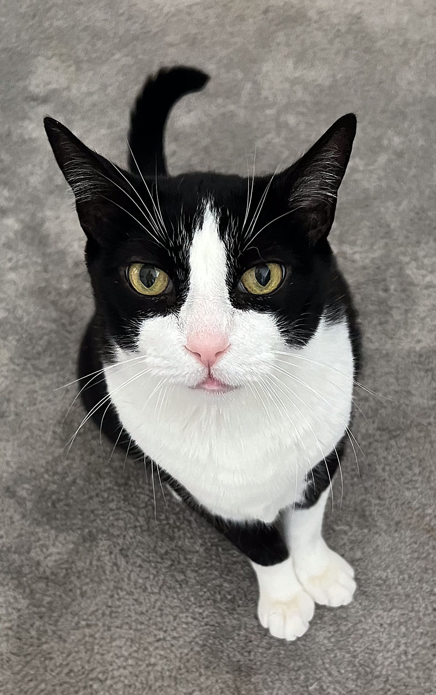 What the doornails died for / Por qué murieron los clavos