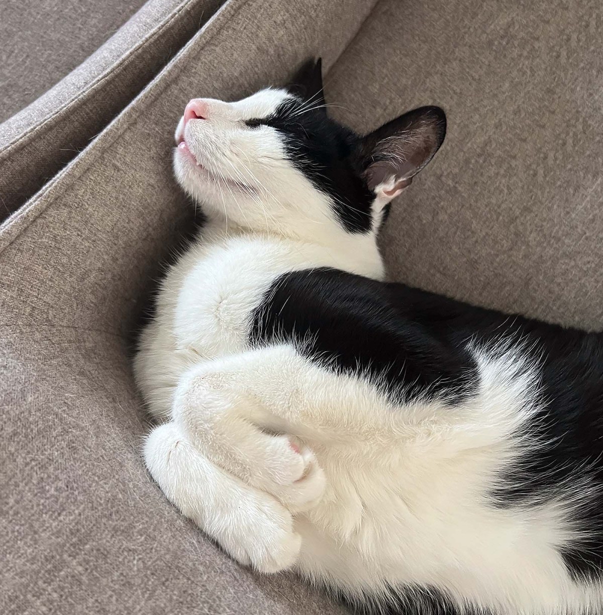 The cats’ house / La casa de los gatos