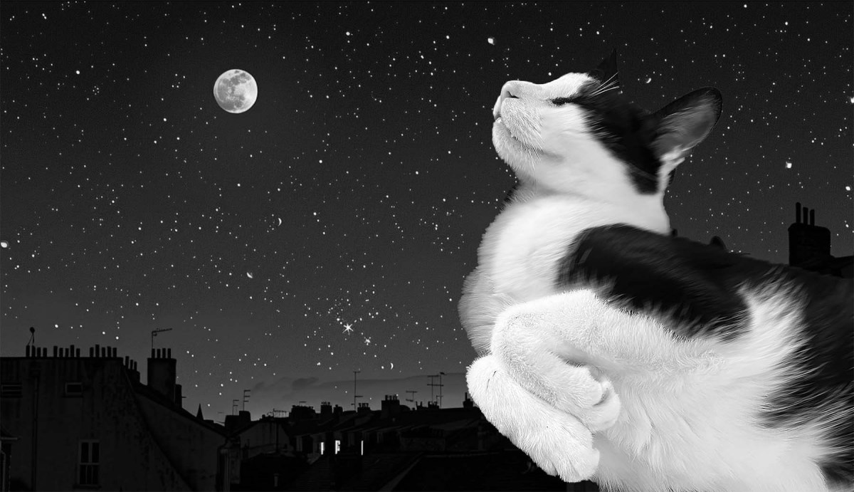 Where you going? Barcelona. Oh. / ¿Adónde vas? Barcelona. Oh.