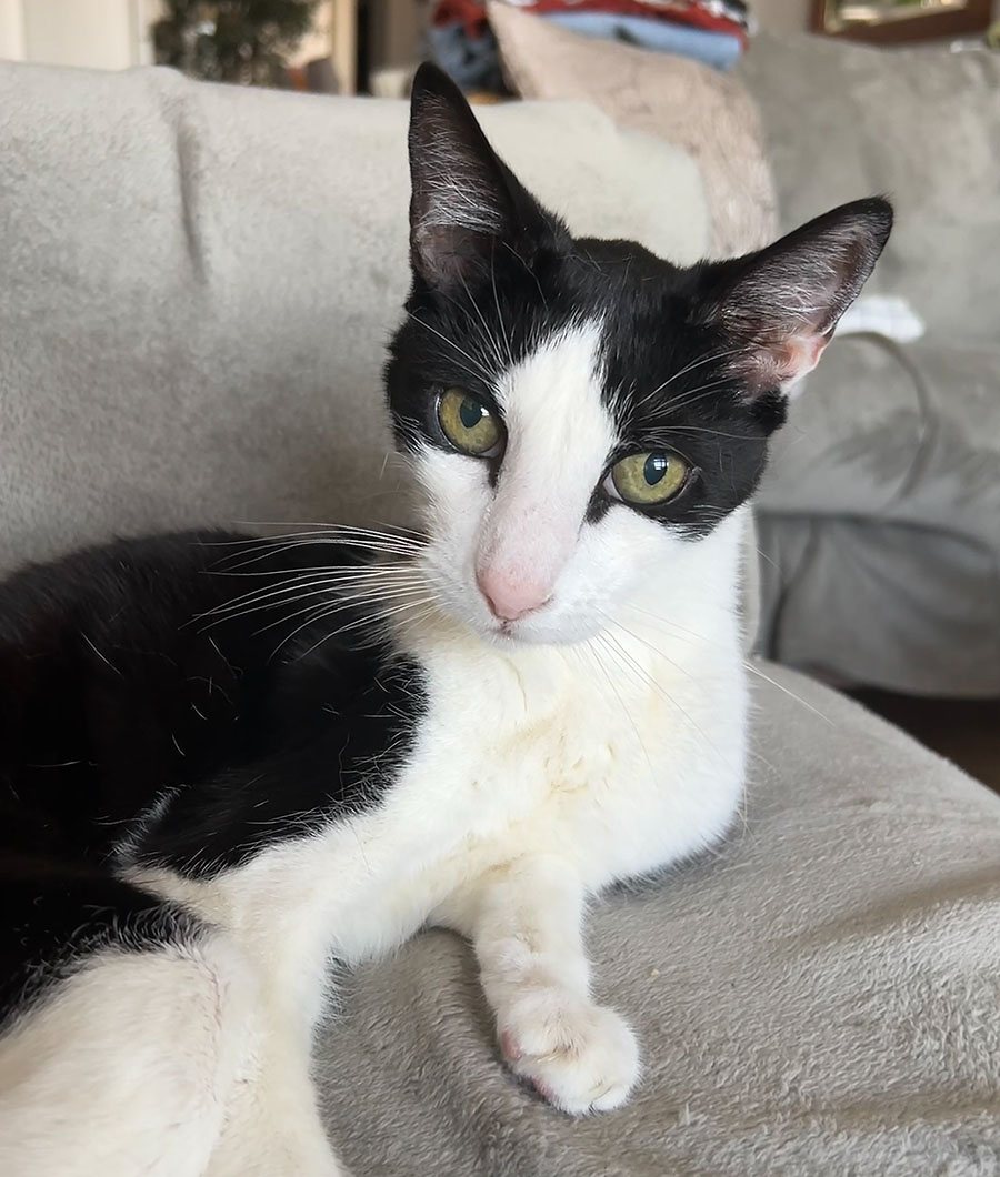 My head is schpinning / Mi cabeza está dando vueltas