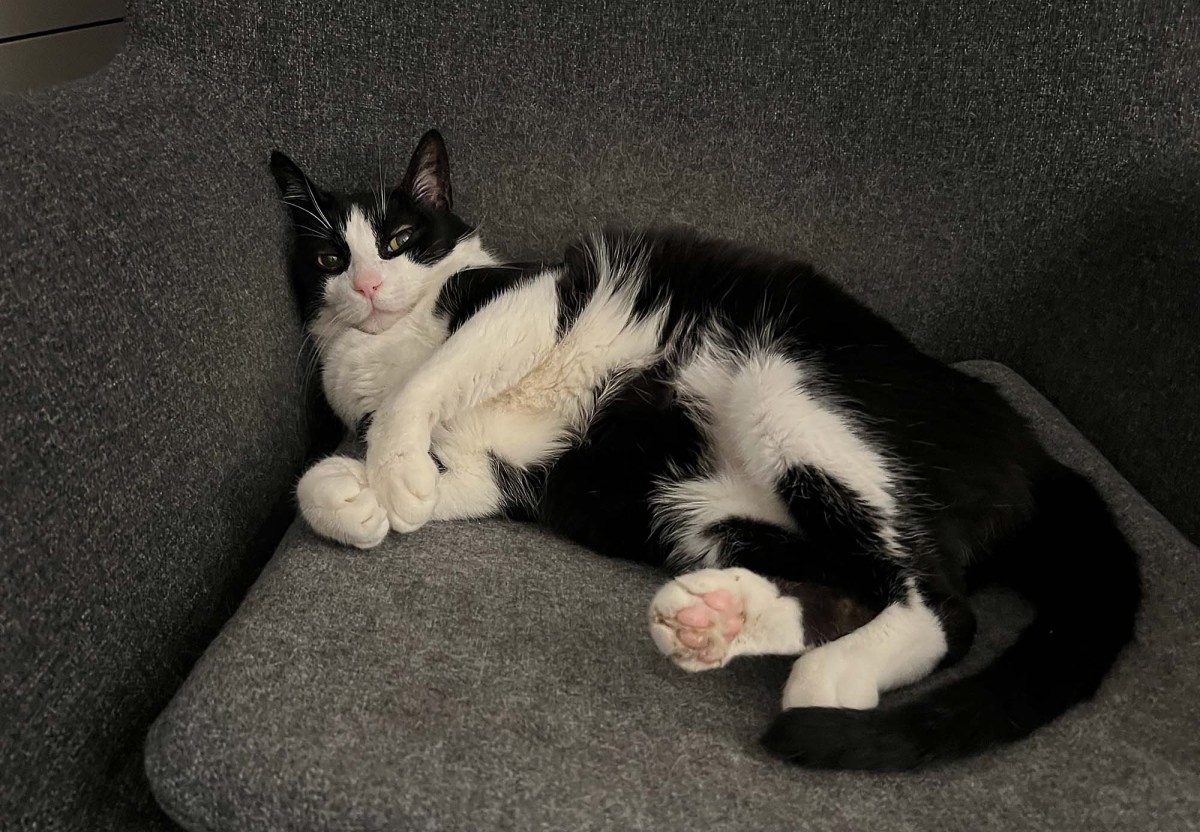 To hell in a fan / Al infierno en un ventilador