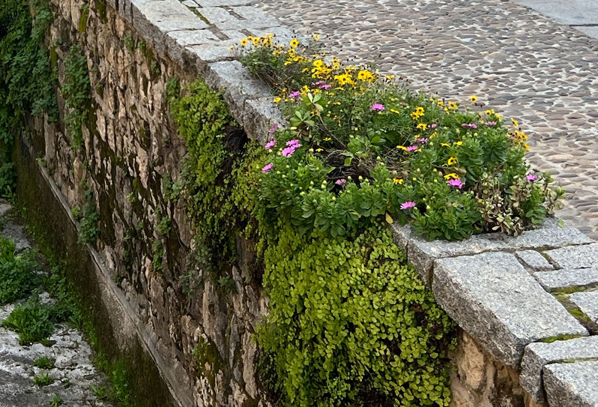 Spring awakening / Despertar de primavera