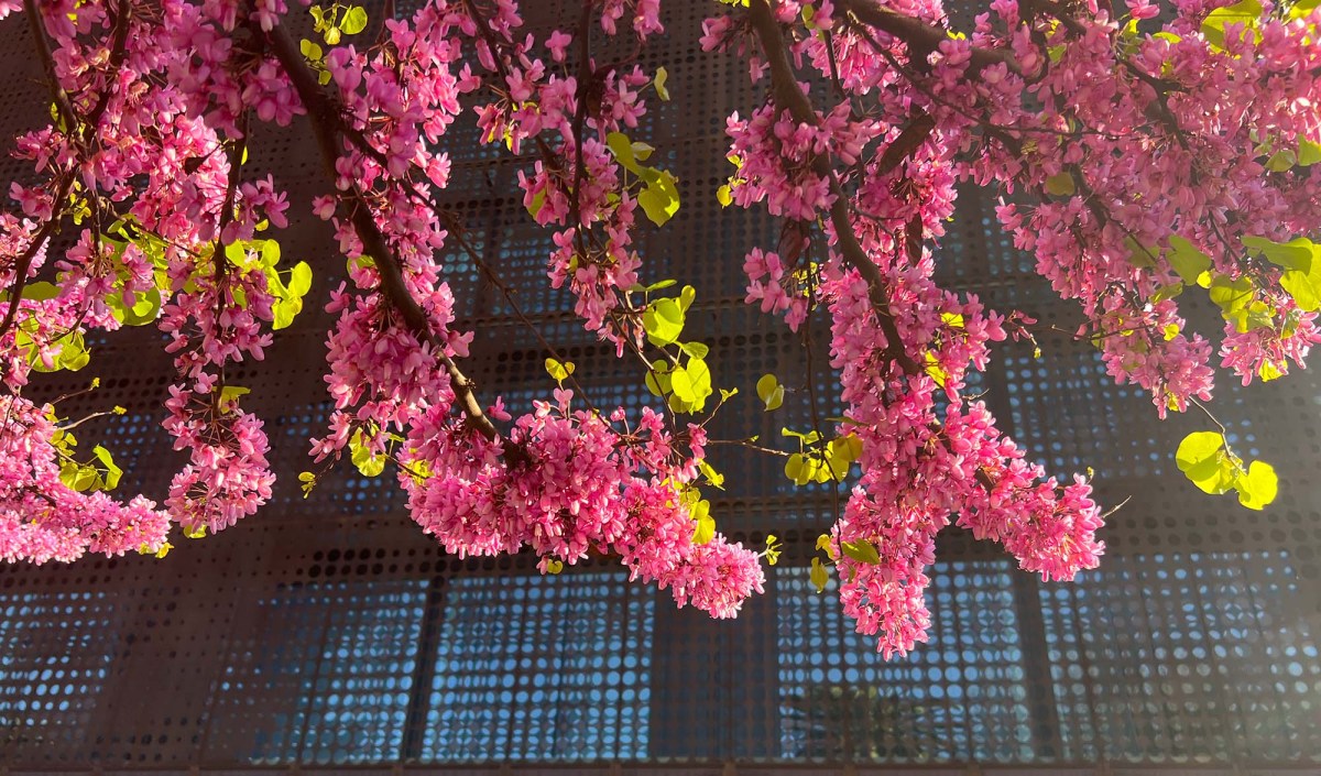 Shave and a haircut / Afeitado y corte de pelo