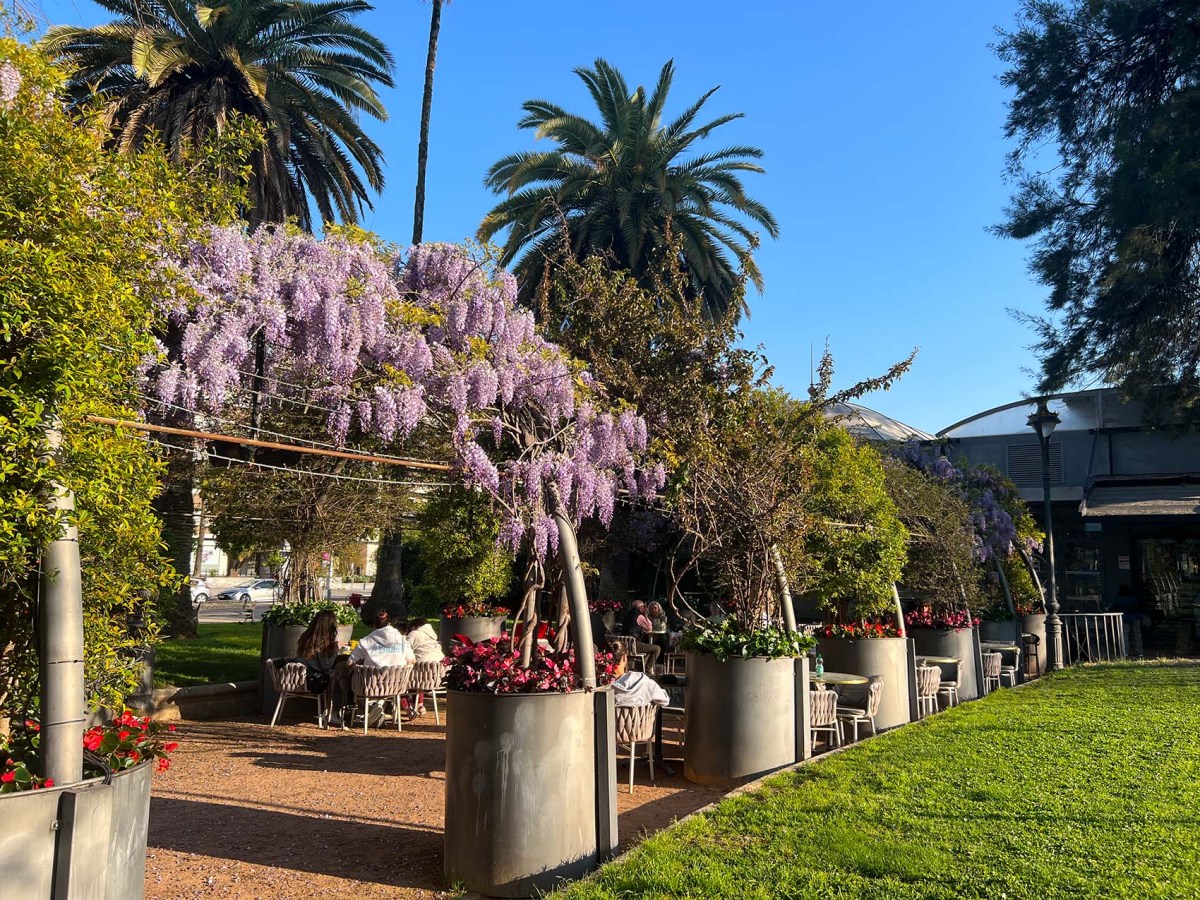 Wisteria hysteria / Glicina pruina
