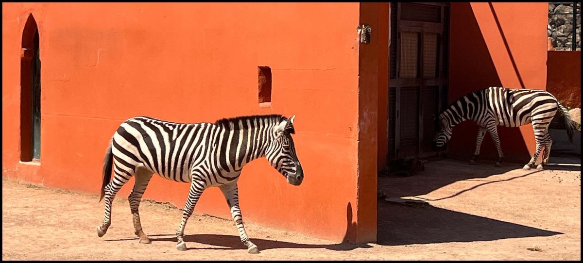 I would curse in fluent kangaroo / Yo maldeciría en canguro fluido