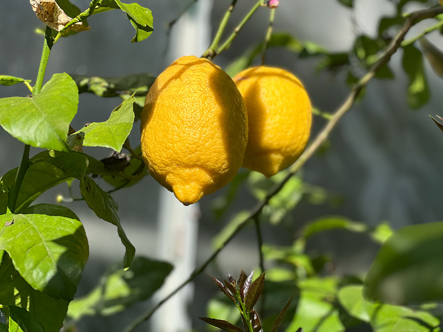 Tooth marks and a clothesline / Marcas de dientes y un tendedero