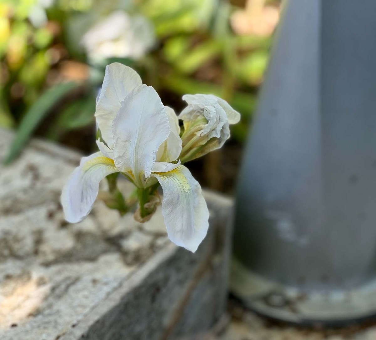 Groot grapes gardens / Groot, jardínes, vegetación