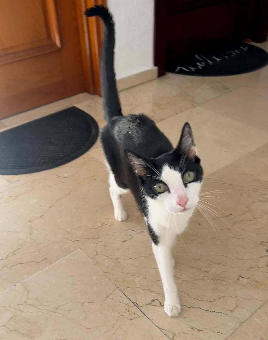 For the boys / Para los chicos