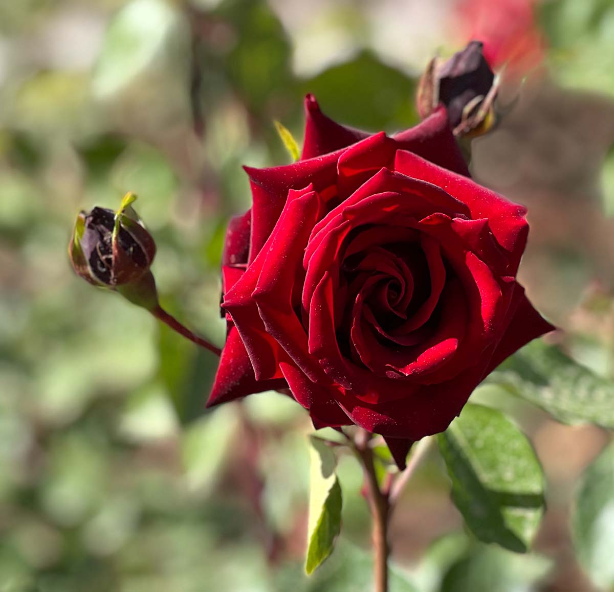 First remove the spines / Primero retire las espinas