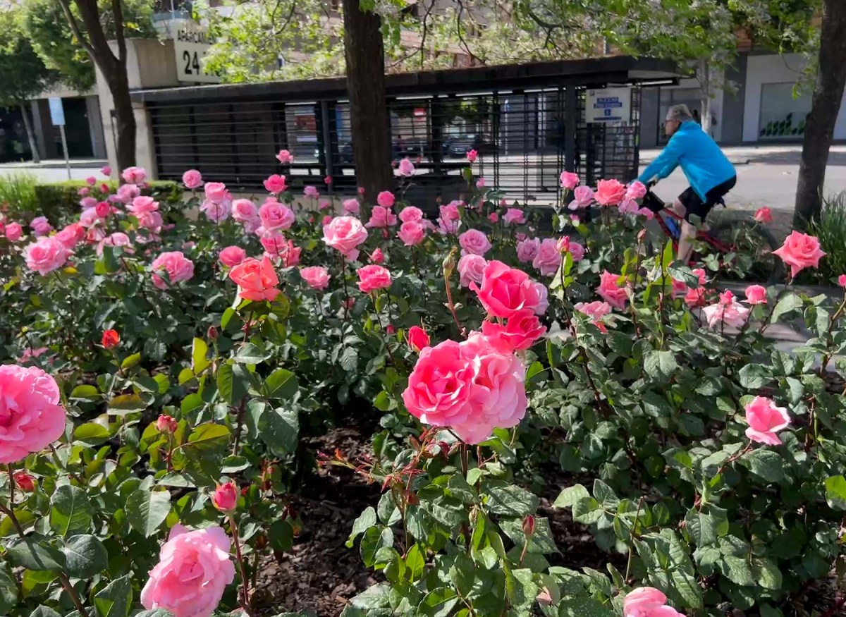 I beg your pardon / Le pido disculpas