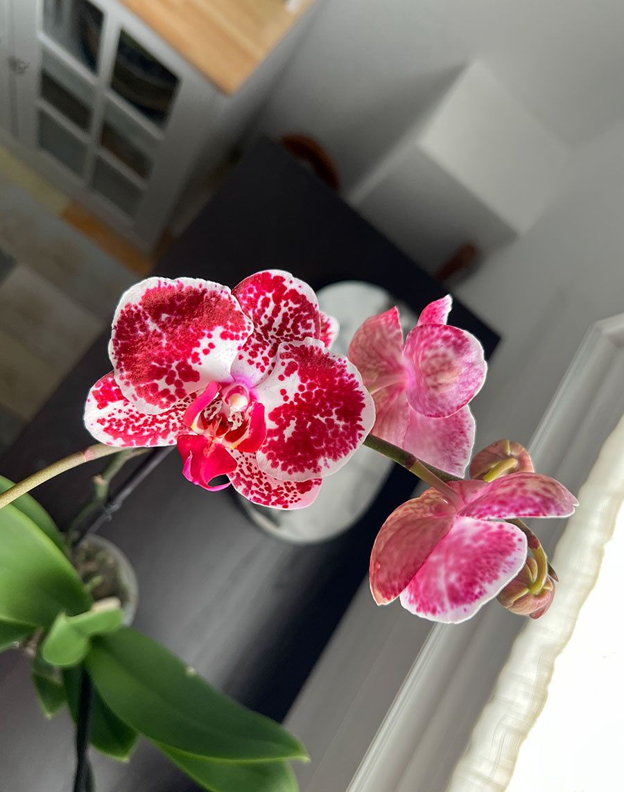 Kitchen orchid / Orquídea de cocina