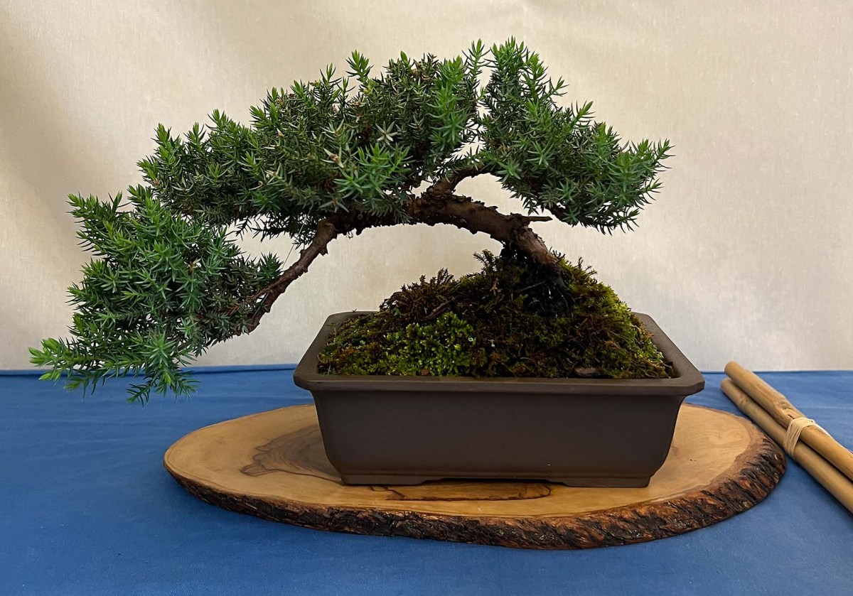 Bonsai: make 100, keep 3, and dance /  Bonsái: haz 100, quédate con 3, y baila