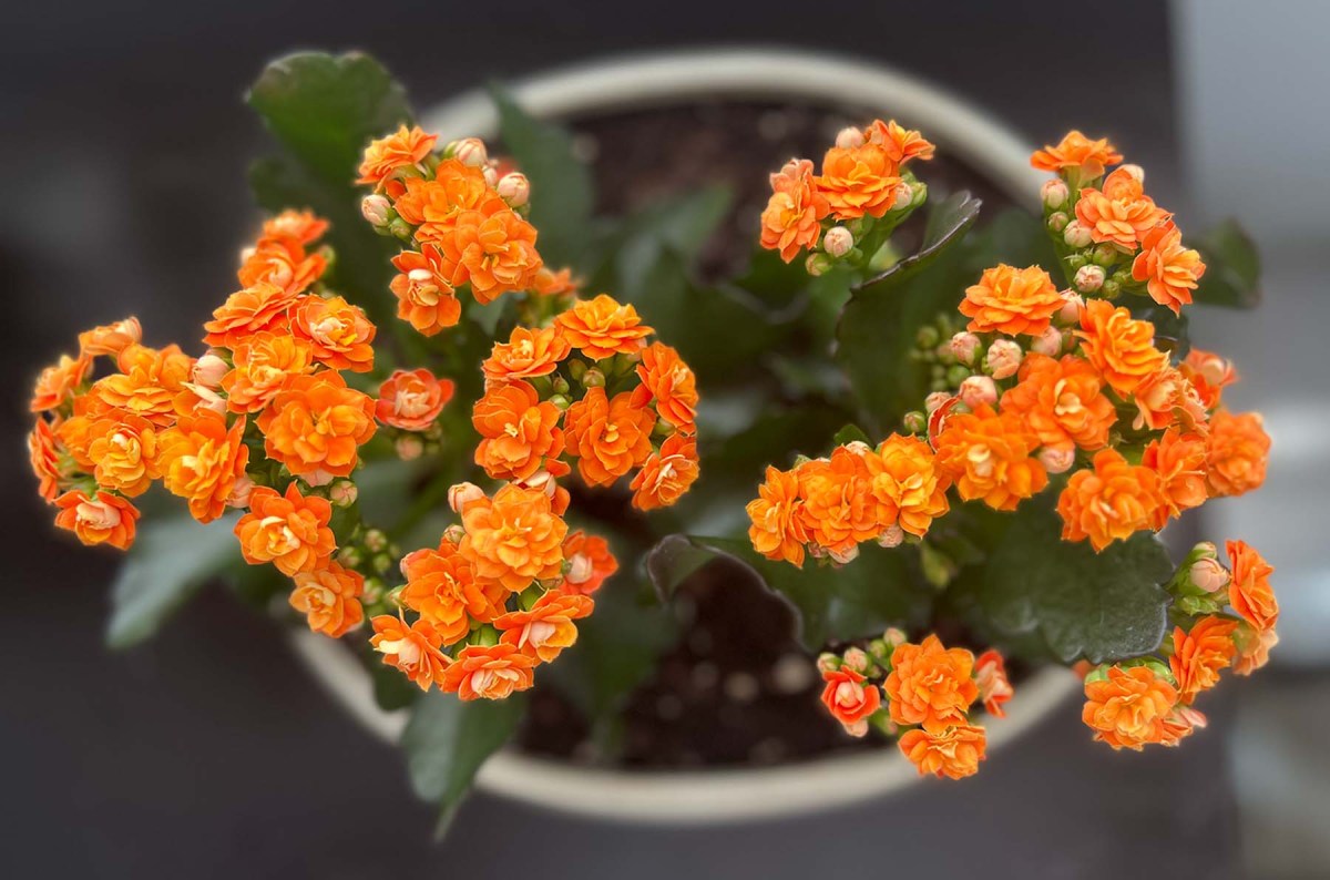 Penetration, pronunciation, kalanchoe / Penetración, pronunciación, kalanchoe